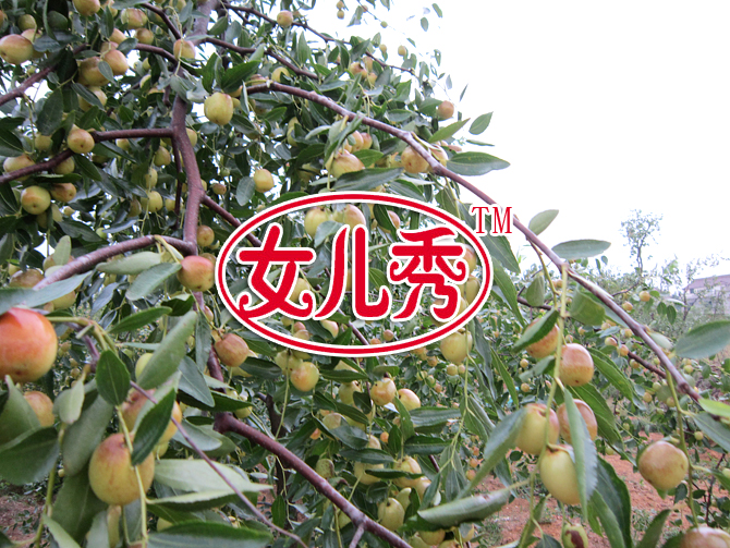 女儿秀蜜枣