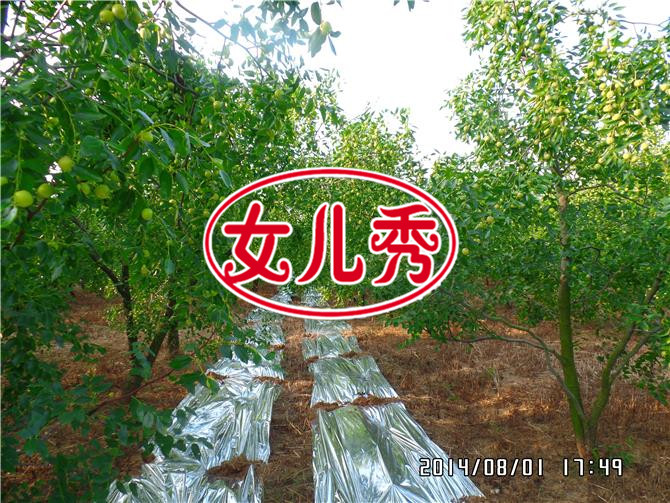 女儿秀蜜枣