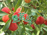 杨梅