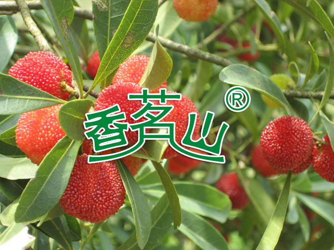 杨梅