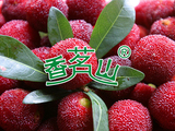 杨梅