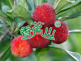 杨梅