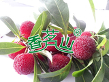 杨梅