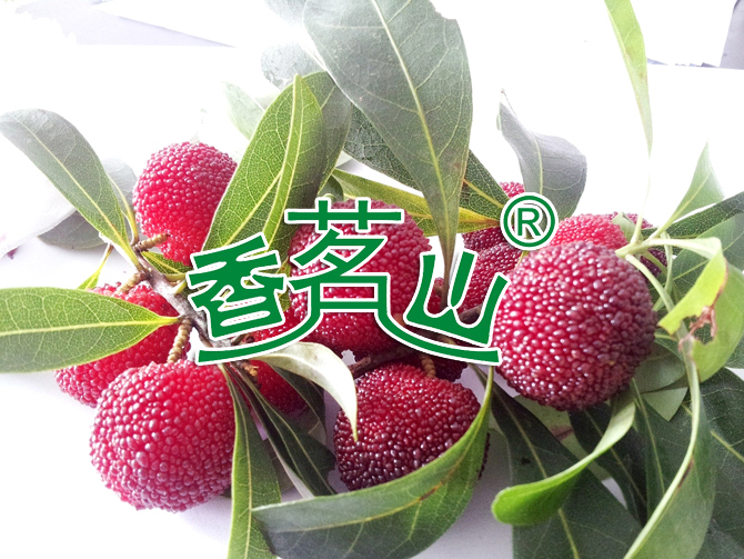 杨梅