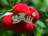 杨梅