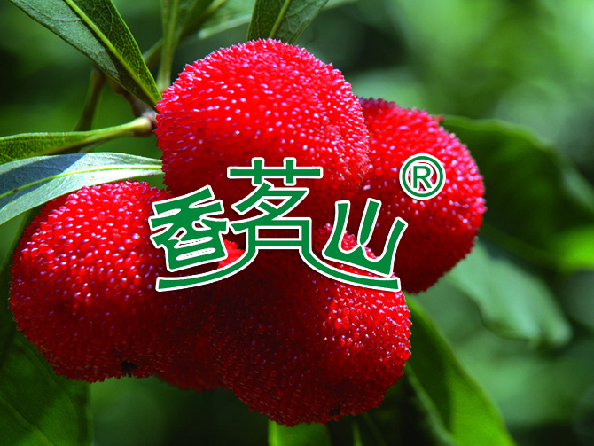 杨梅