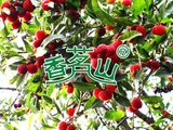 杨梅