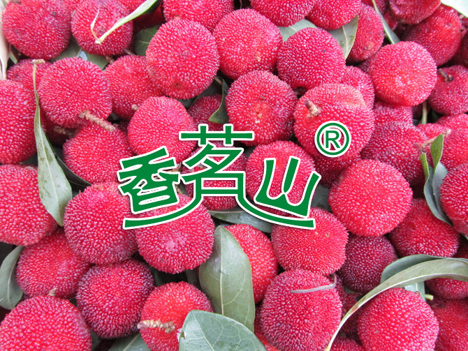 杨梅