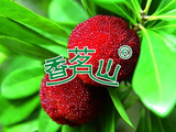 杨梅
