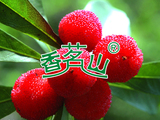 杨梅
