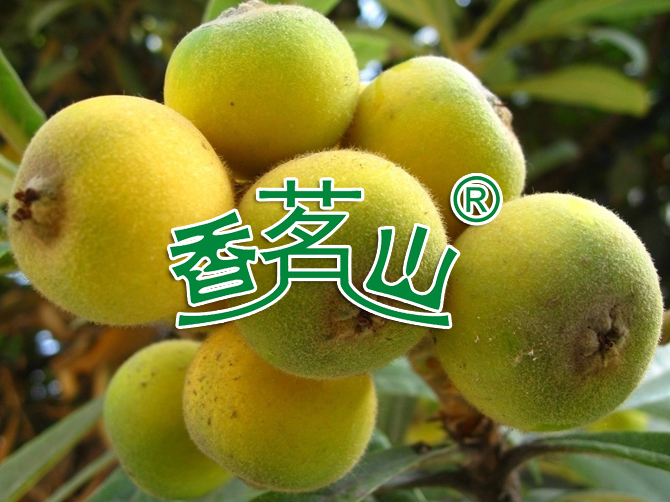 枇杷