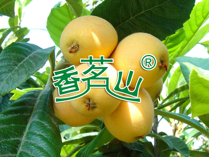 枇杷