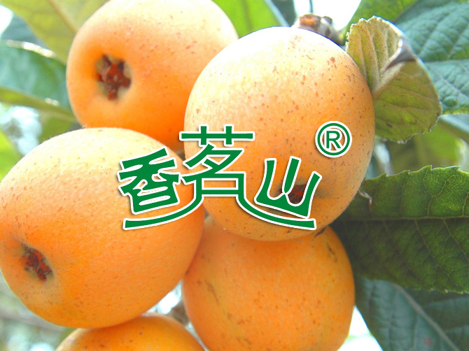 枇杷