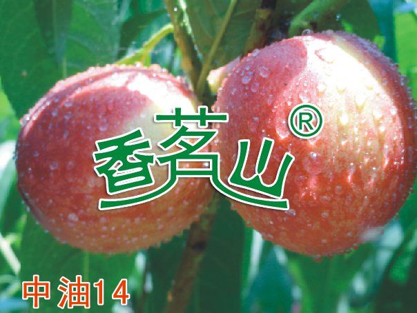 中油14