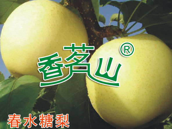 春水糖梨