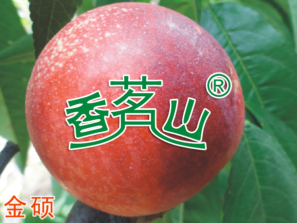 金硕