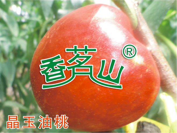 晶玉油桃