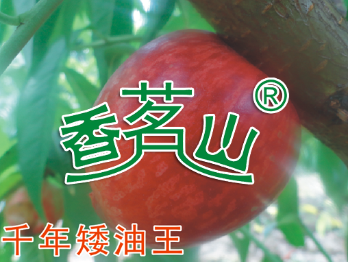 千年矮油王