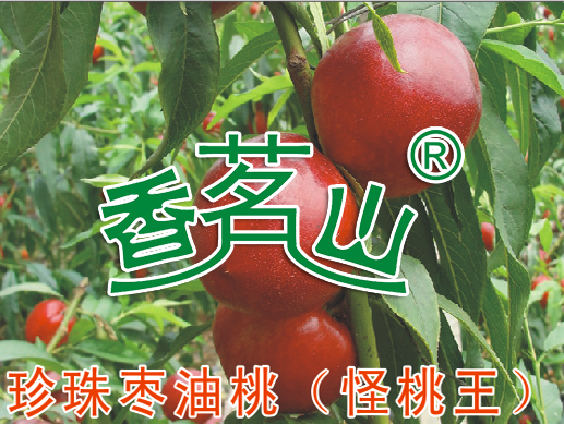 珍珠枣油桃（怪桃王）